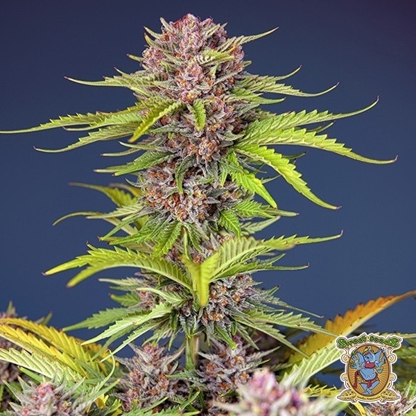 View Mimosa Bruce Banner XL Auto