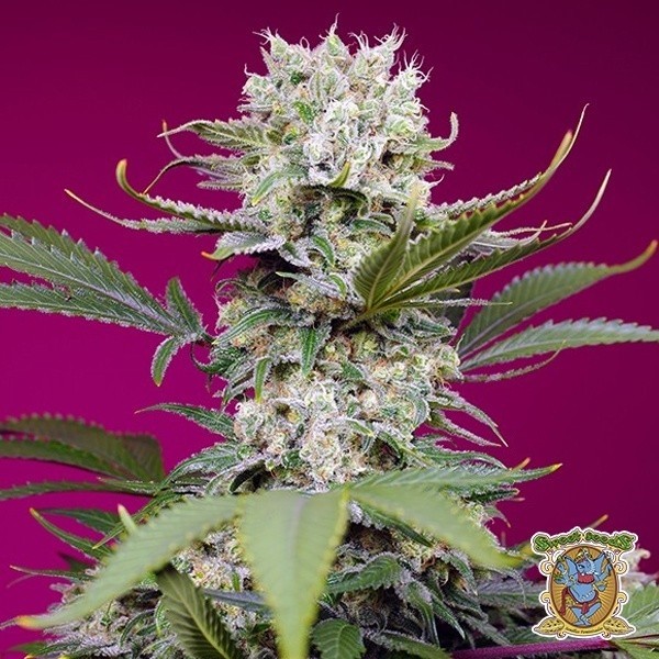 View Sweet Mandarine Zkittlez XL Auto