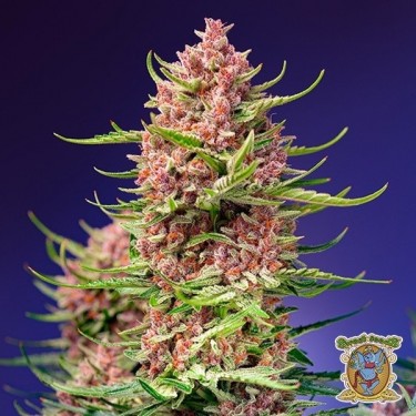 Strawberry Cola SherbetF1 Fast Version®