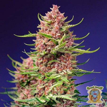 Strawberry Cola SherbetF1 Fast Version®