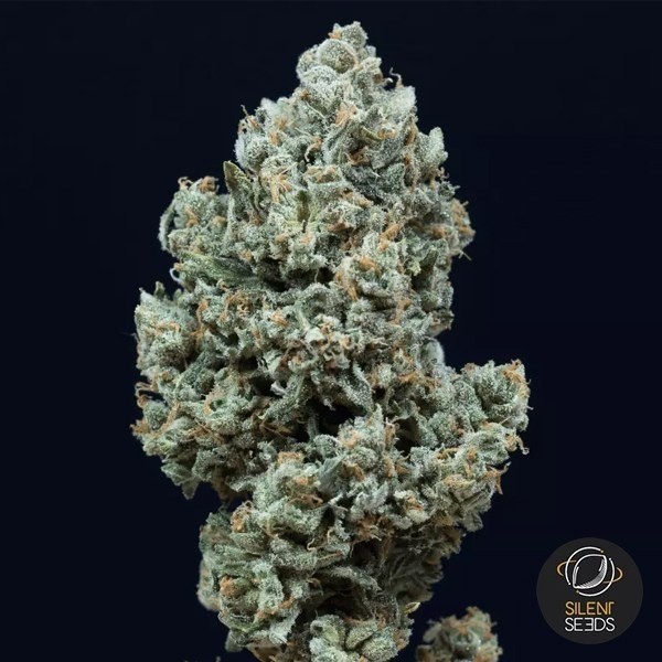 View Critical+ 2.0 Autoflorescente Silent Seeds - GB The Green Brand