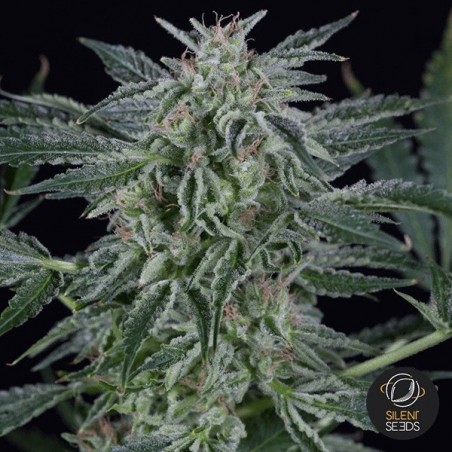 Critical Jack auto feminizada de Silent Seeds - GB The Green Brand