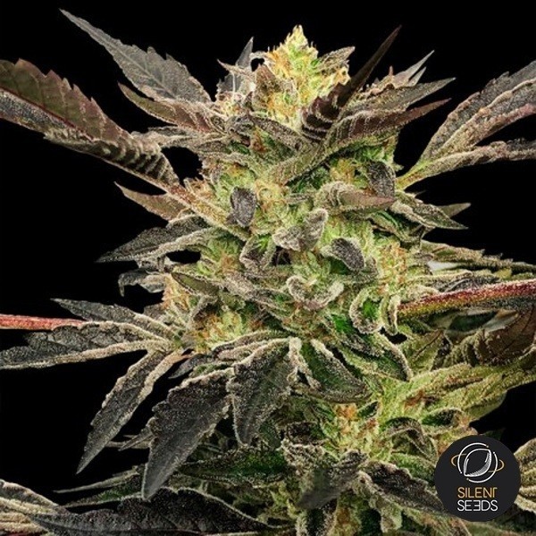 View Auto Pink Sunset by Sherbinskis Silent Seeds - GB The Green Brand