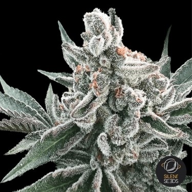 Auto Polar Gelato by Sherbinskis