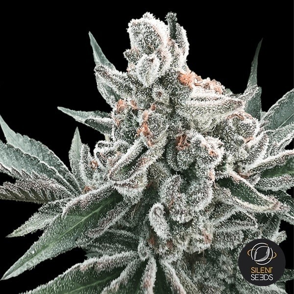 View Auto Polar Gelato by Sherbinskis - GB The Green Brand