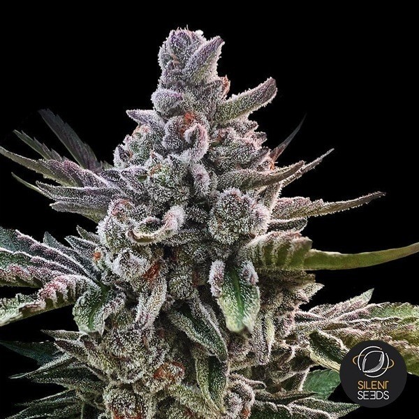View Acai Jelly by Sherbinskis de Silent Seeds - GB The Green Brand