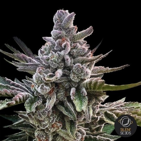 Acai Jelly by Sherbinskis de Silent Seeds - GB The Green Brand