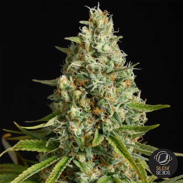Amnesia Lemon Silent Seeds - GB The Green Brand