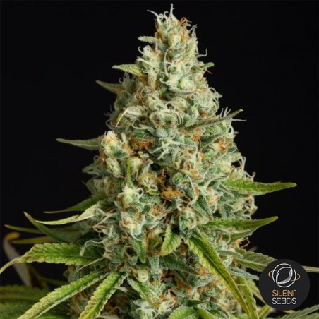 Amnesia Lemon Silent Seeds - GB The Green Brand