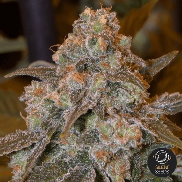 View Gorilla Frost Silent Seeds - GB The Green Brand