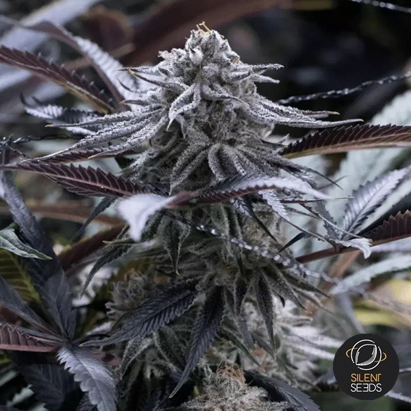 View Sementes de Silents Seeds Grape Juice - GB The Green Brand