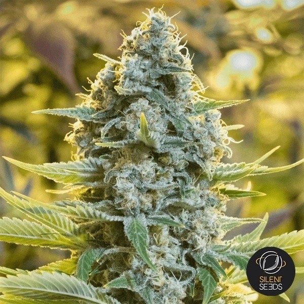 View Moby Dick sementes feminizadas de Silent Seeds- GB The Green Brand