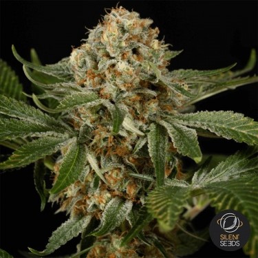 OG Kush Sementes Feminizadas de Silent Seeds- GB The Green Brand