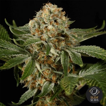 OG Kush Sementes Feminizadas de Silent Seeds- GB The Green Brand