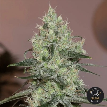 Original Amnesia exterior de Silent Seeds - GB The Green Brand