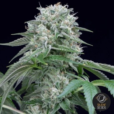 Starfire OG de Silent Seeds - GB The Green Brand