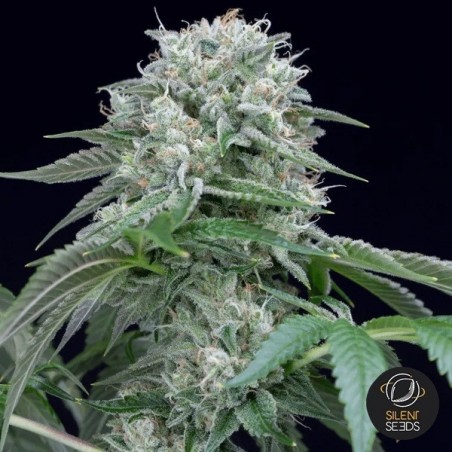 Starfire OG de Silent Seeds - GB The Green Brand