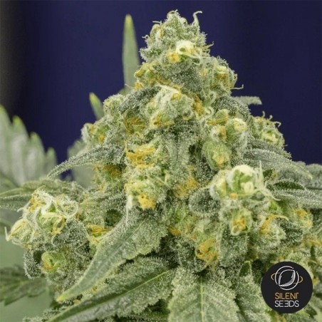 White Widow de Silent sementes feminizadas - GB The Green Brand