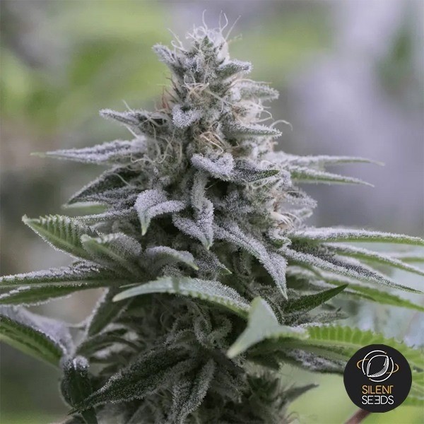 View Zkittlez 2.0 Silent Seeds - GB The Green Brand