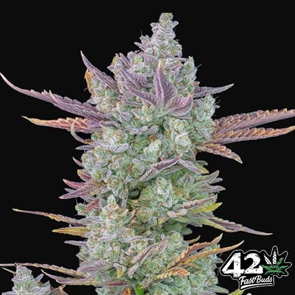 View Gorilla Cookies Auto