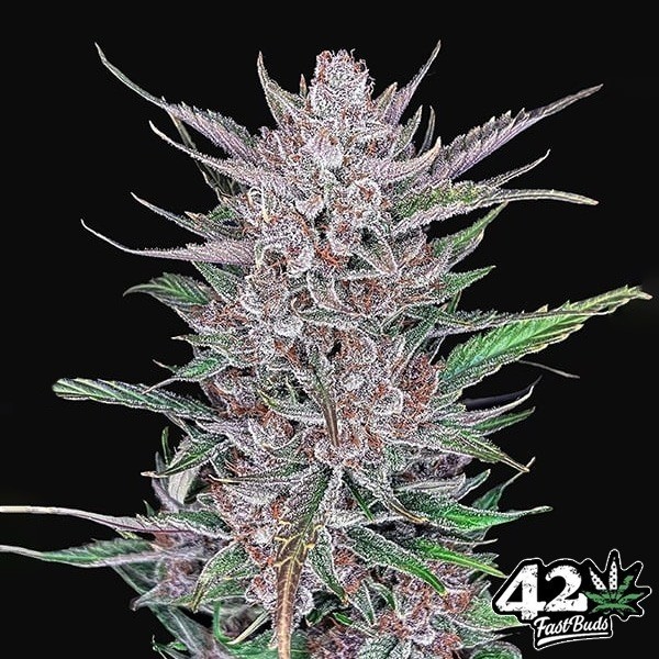 View Gorilla Punch Auto