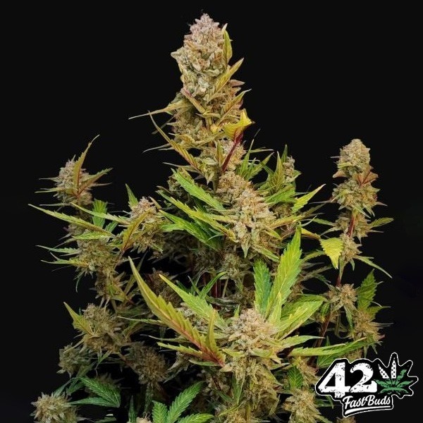 View Apricot Auto