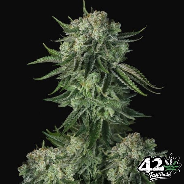 View Moby Dick Auto Fast Buds - GB The Green Brand