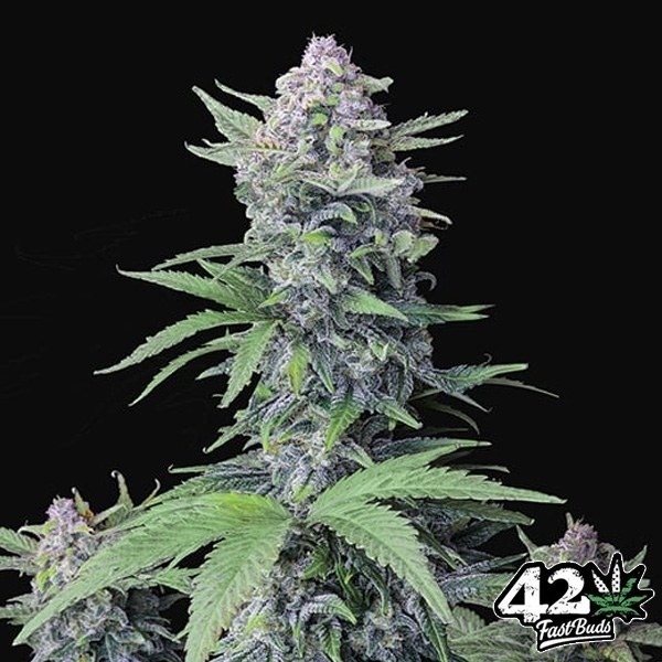 View Tropicana Cookies Auto
