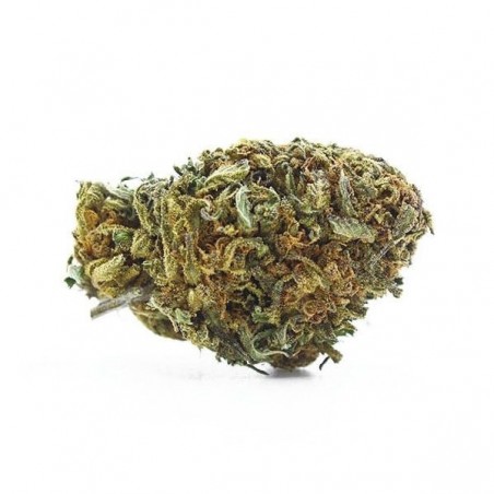Flores The Tree CBD Outdoor Legais - GB The Green Brand
