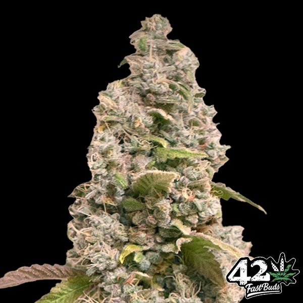View Gorilla Cookies Fast