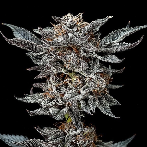 View BSF Seeds Gorilla Kingdom Glue Auto - GB The Green Brand