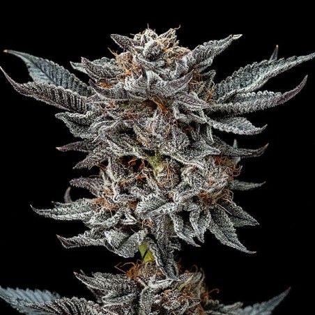 BSF Seeds Gorilla Kingdom Glue Auto - GB The Green Brand
