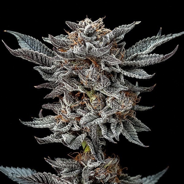 View Sementes Gorilla Kingdom Glue 4 banco Sementes BSF - GB The Green Brand