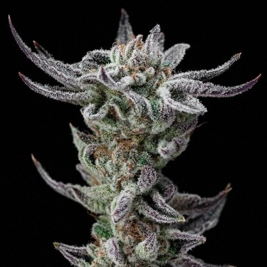 Gorilla Kingdom Glue Faster por Sementes BSF - GB The Green Brand