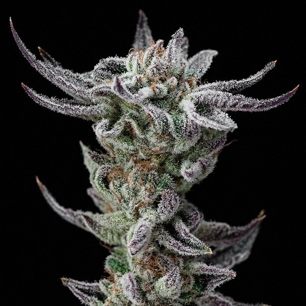 View Gorilla Kingdom Glue Faster por Sementes BSF - GB The Green Brand