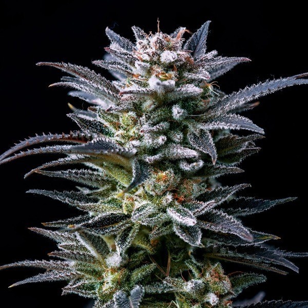 View Comprar BSF Seeds Gorilla Kingdom Ghost - GB