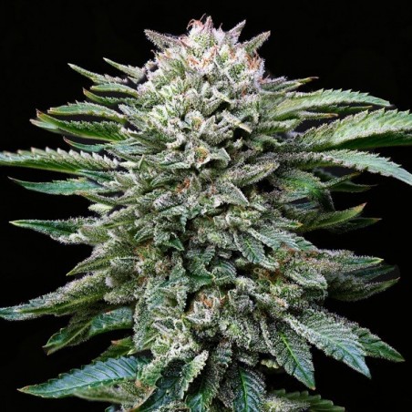 Comprar BSF Seeds Gorilla Kingdom White - GB The Green Brand