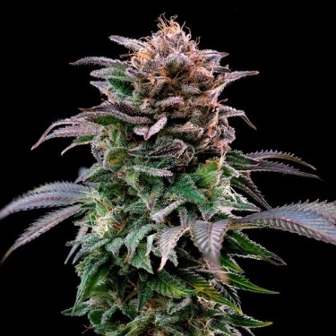 Comprar BSF Seeds Gorilla Kingdom Banana - GB