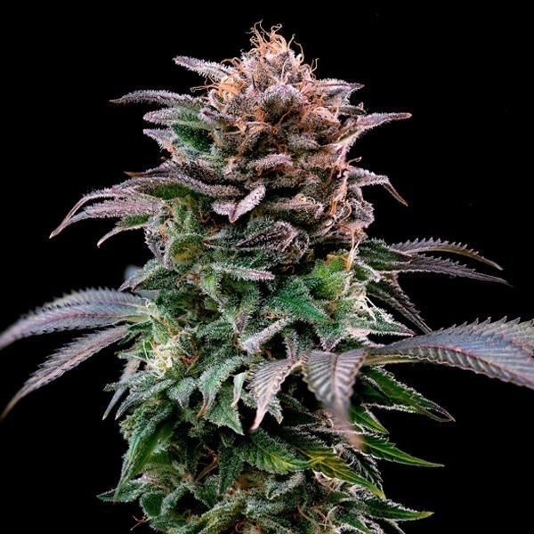 View Comprar BSF Seeds Gorilla Kingdom Banana - GB