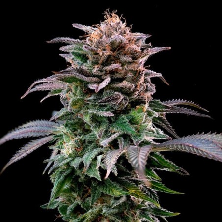 Comprar BSF Seeds Gorilla Kingdom Banana - GB