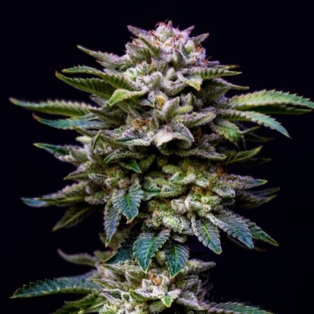 Comprar Sementes Gorilla Kingdom Rainbow BSF - GB The Green Brand