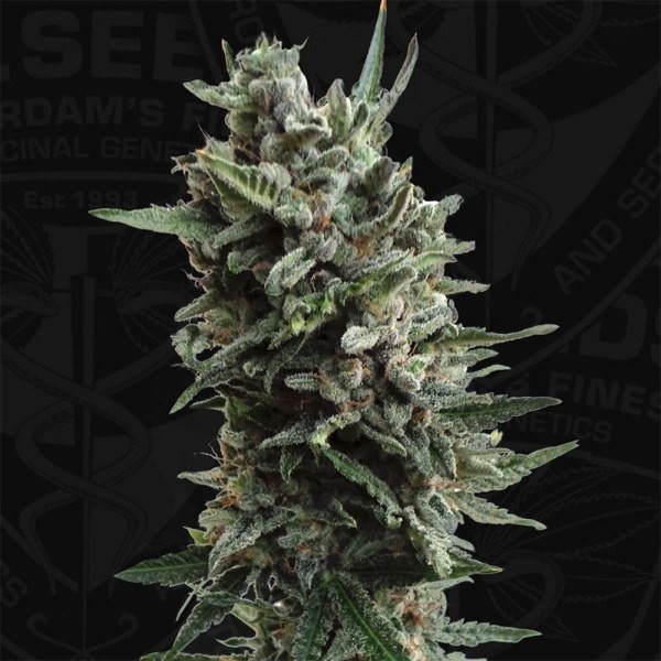 View Auto Critical Hog de T.H. Seeds automáticas - GB The Green Brand