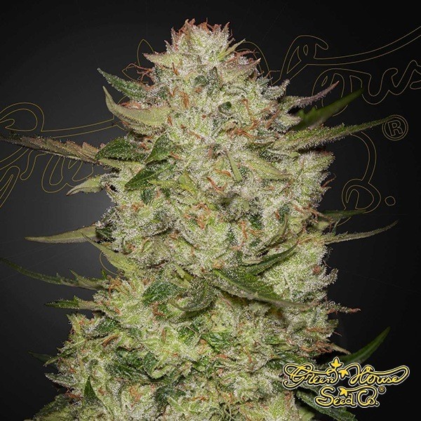 View HighCloudZ Auto Green House Seeds - GB The Green Brand
