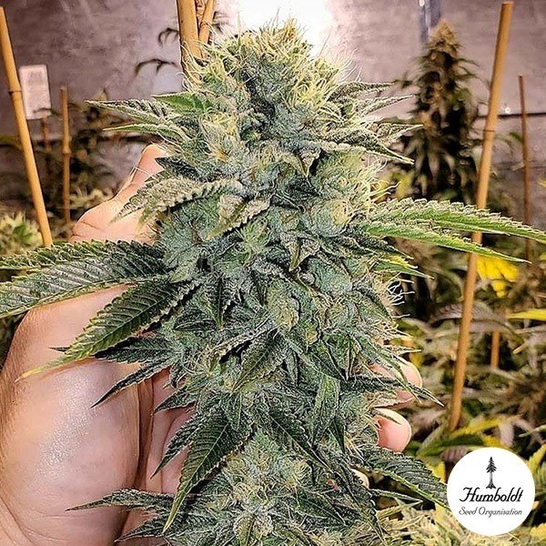 View Geist OG Fast Flowering