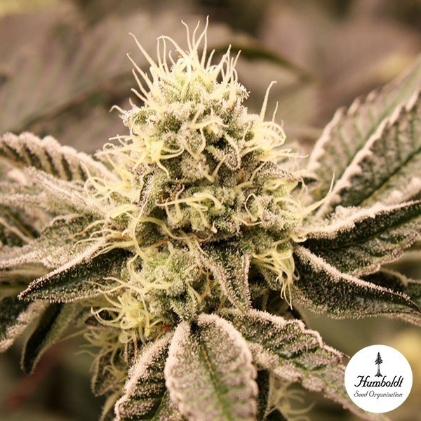 View Mouth Wash Humboldt Seed Organization - GB The Green Brand