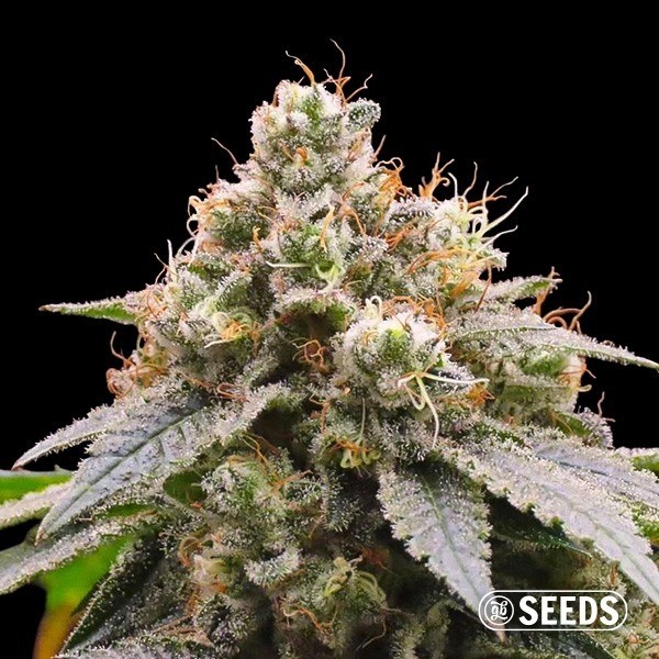 View Gorilla Glue 4