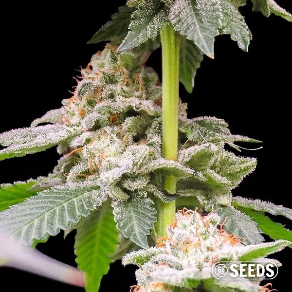 Gorilla Glue 4 100% Feminizada a Granel