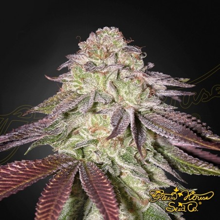 Sugarlato Auto - Green House Seeds - GB The Green Brand