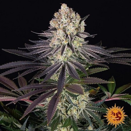 Runtz - Barney's Farm - GB The Green Brand