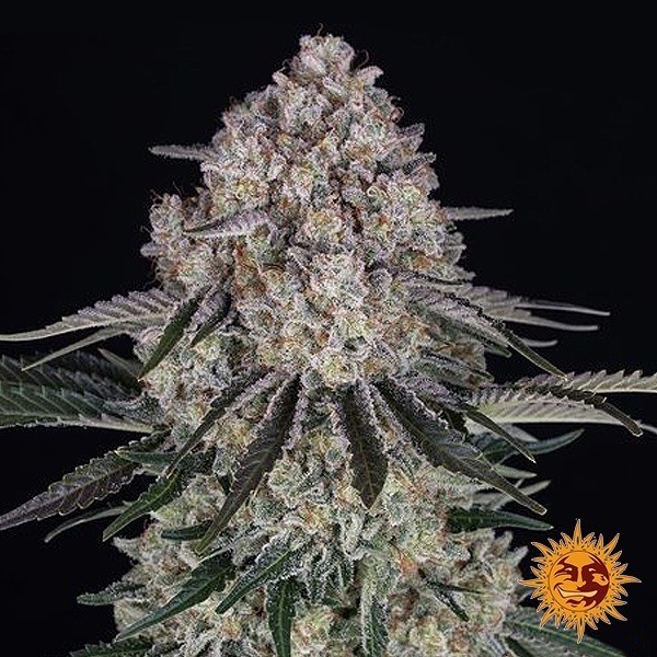 View Sour Diesel Auto - Barney's Farm